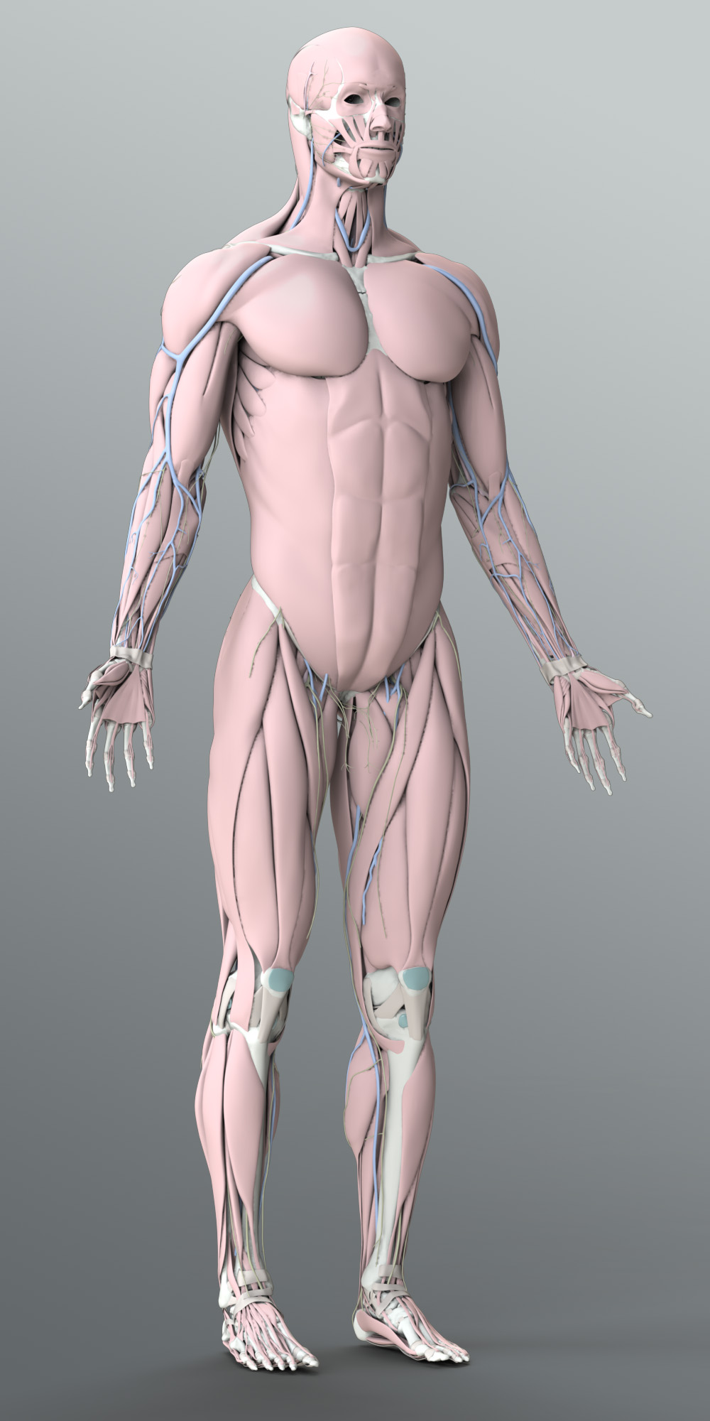 Zygote::Solid 3D Male Organs Model | Medically Accurate 