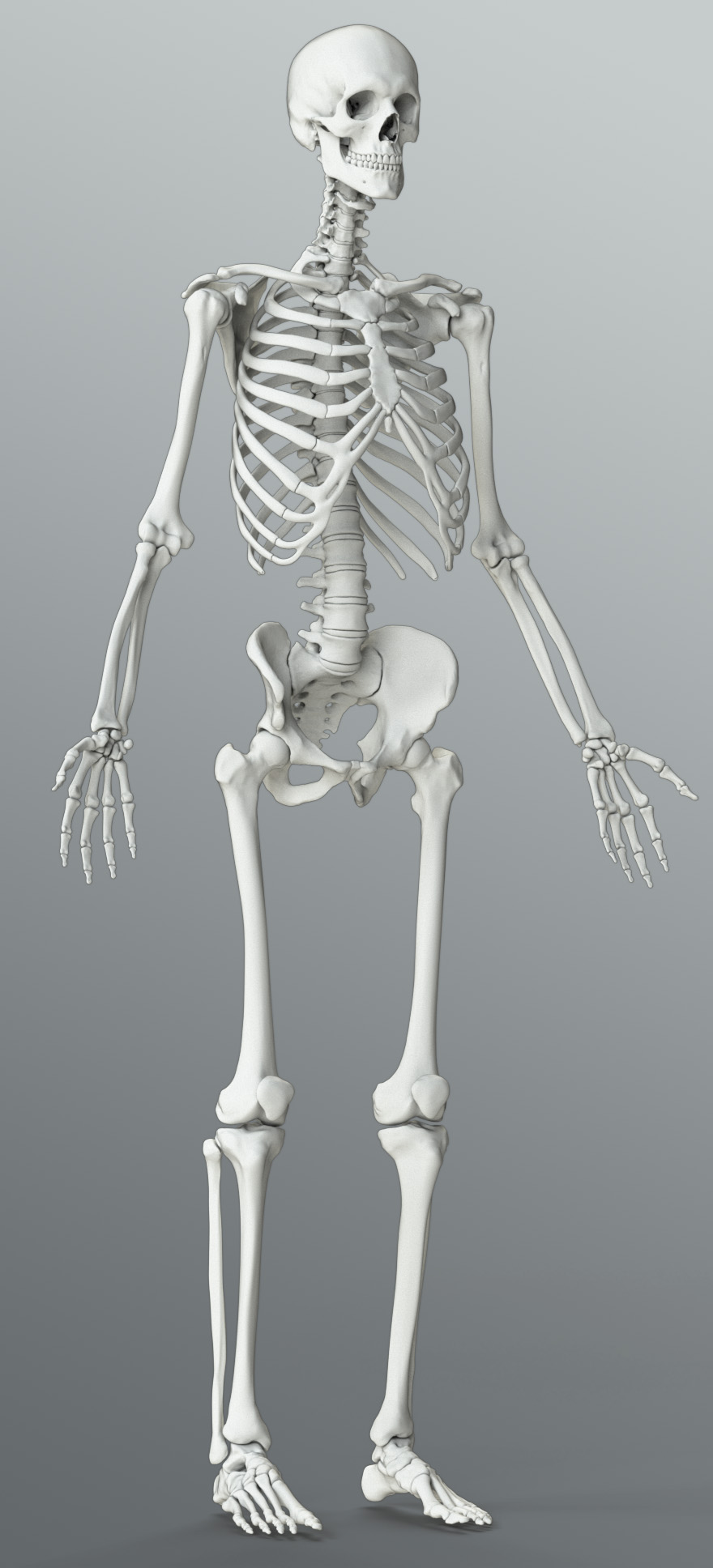 Male Skeleton 106