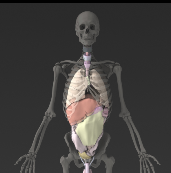 Zygote::3D Male Skeleton Model | Human Skeleton 3D Model 