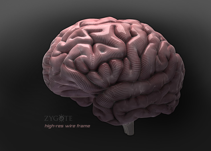 Zygote::3D Female Nervous System