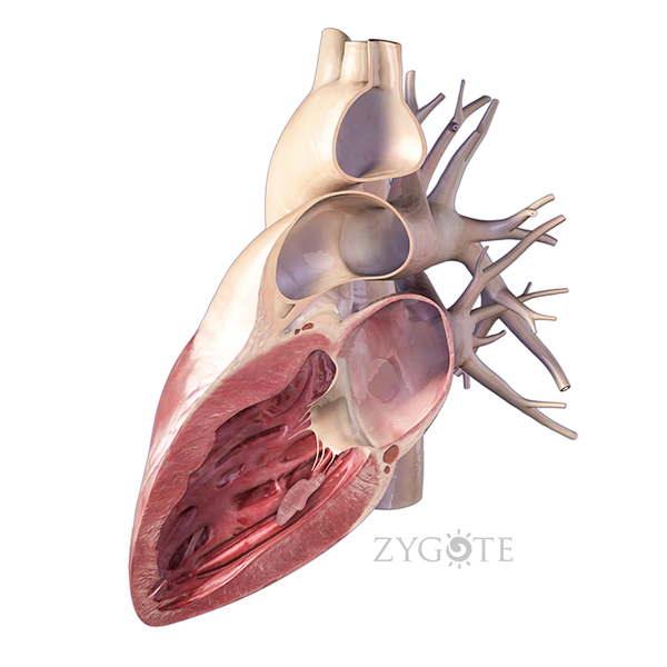 3D Heart Lateral Cut