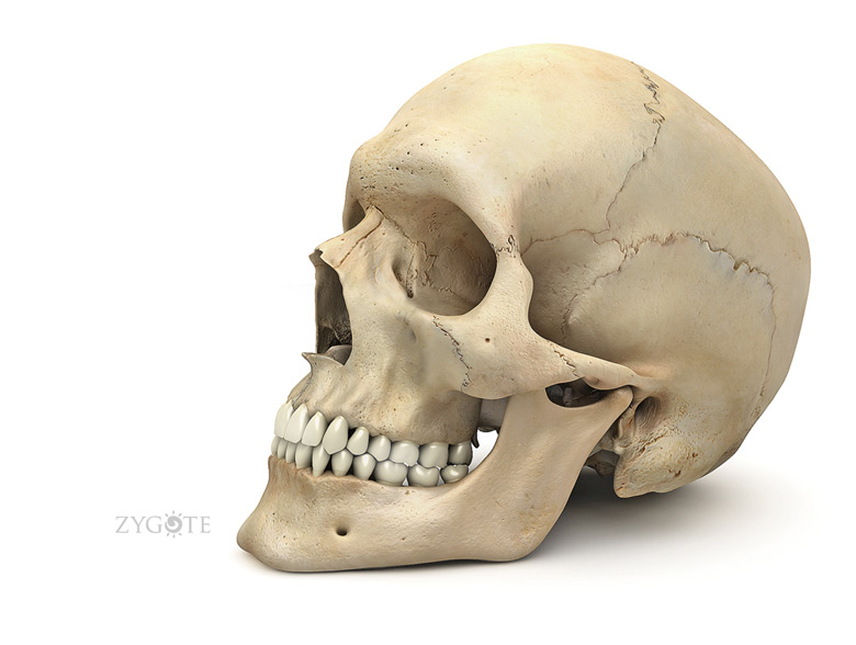 3D Human Skull