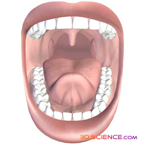 Model Of Mouth 45