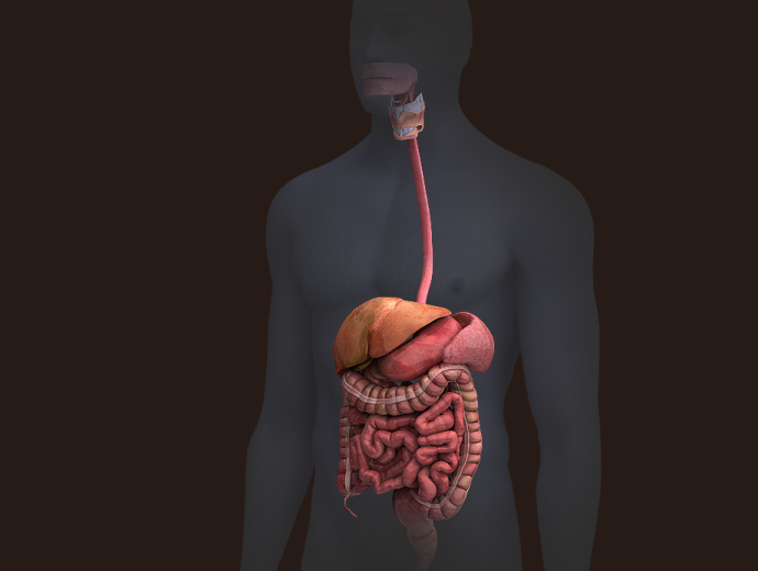 3D Male Digestive System