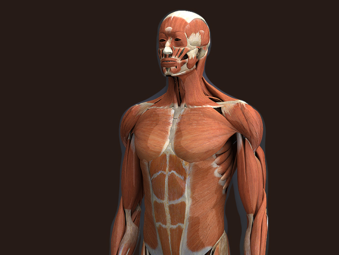 3D Male Musclular System