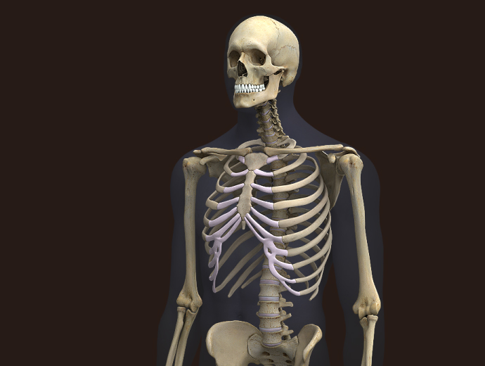 Male Skeleton 53