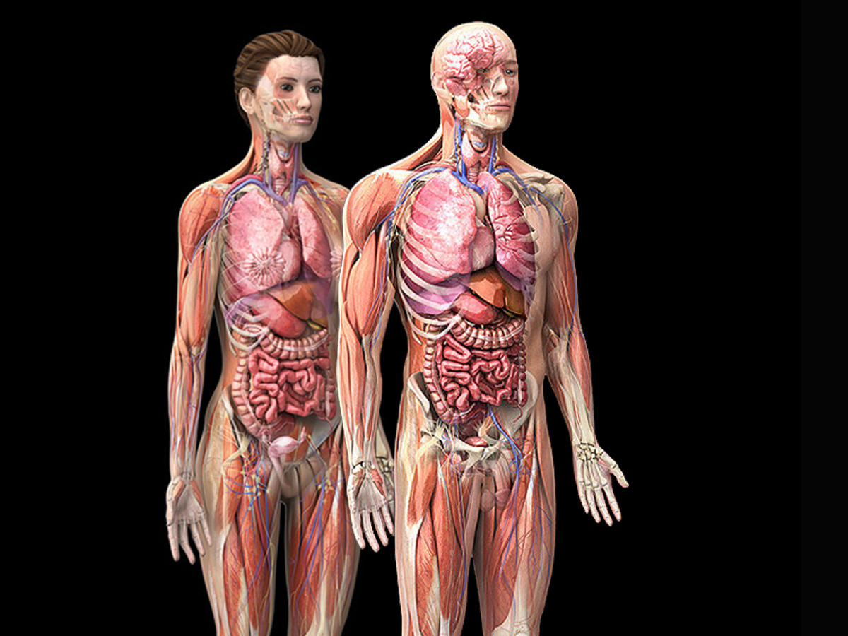 3D Male & Female Anatomy Collection