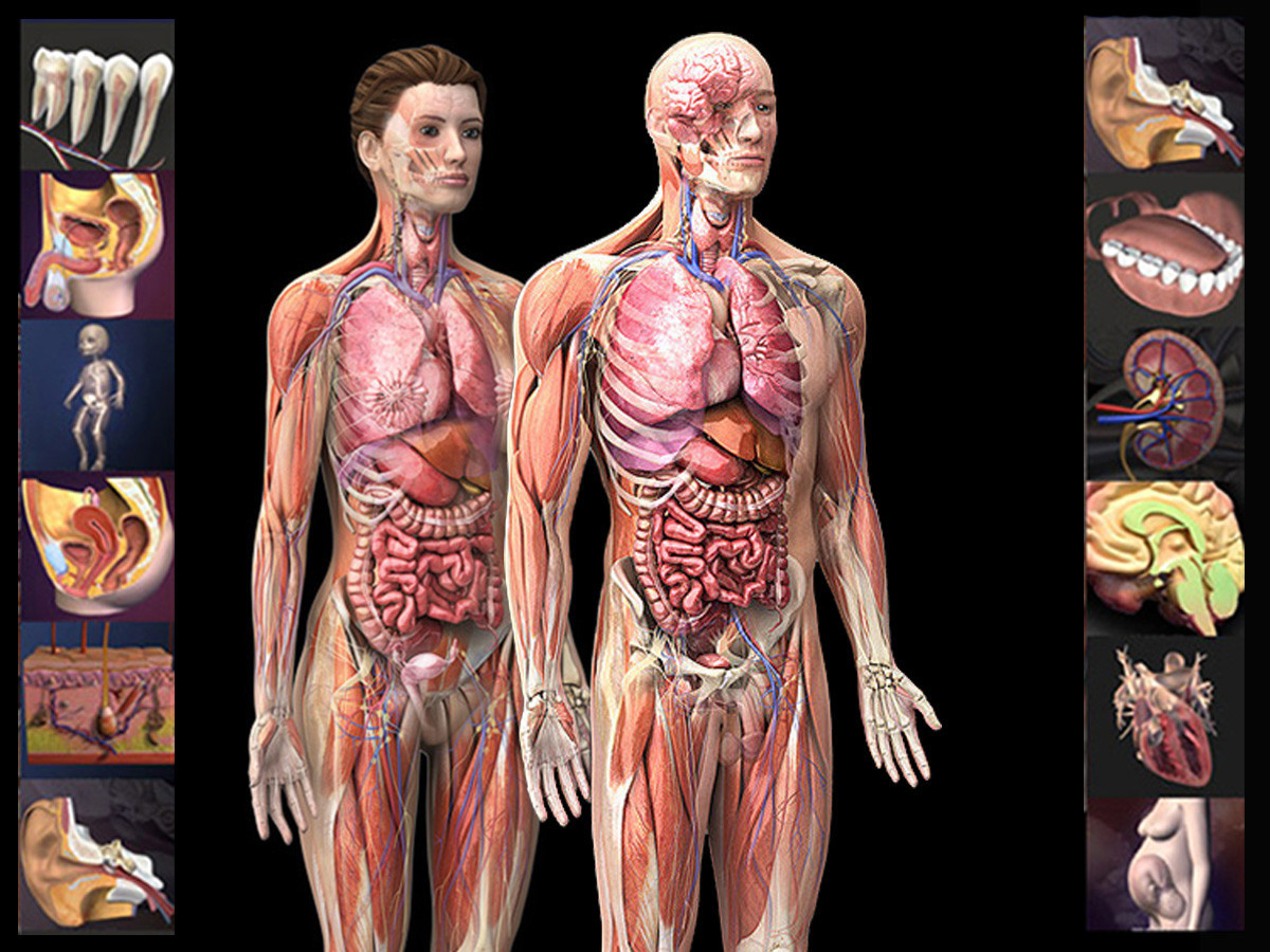 3D Premier Anatomy Collection