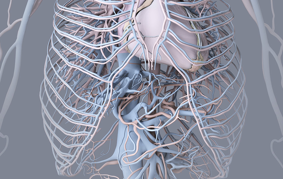 Zygote 3D Human Anatomy Models | Human Anatomy Models for Animation | VR |  Mobile Applications