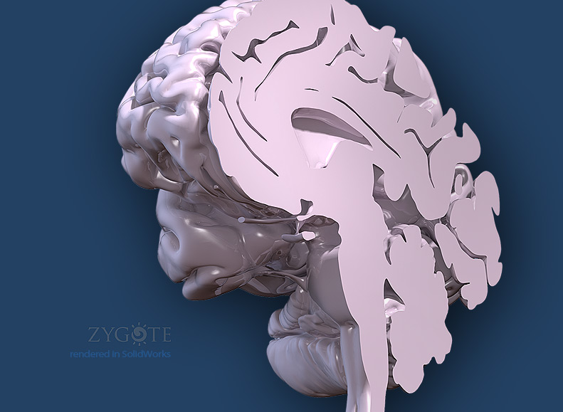 Solid 3D Human Brain