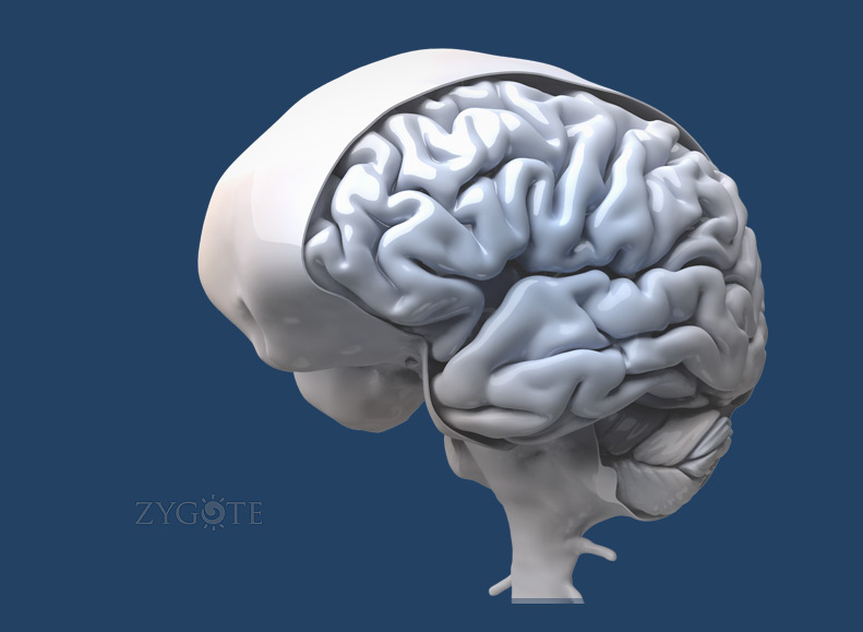 human brain 3d model ceramic