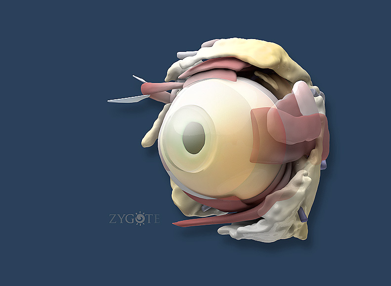 Solid 3D Human Eye