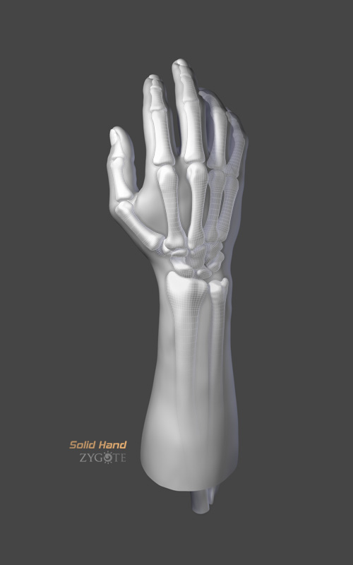 Solid 3D Human Hand