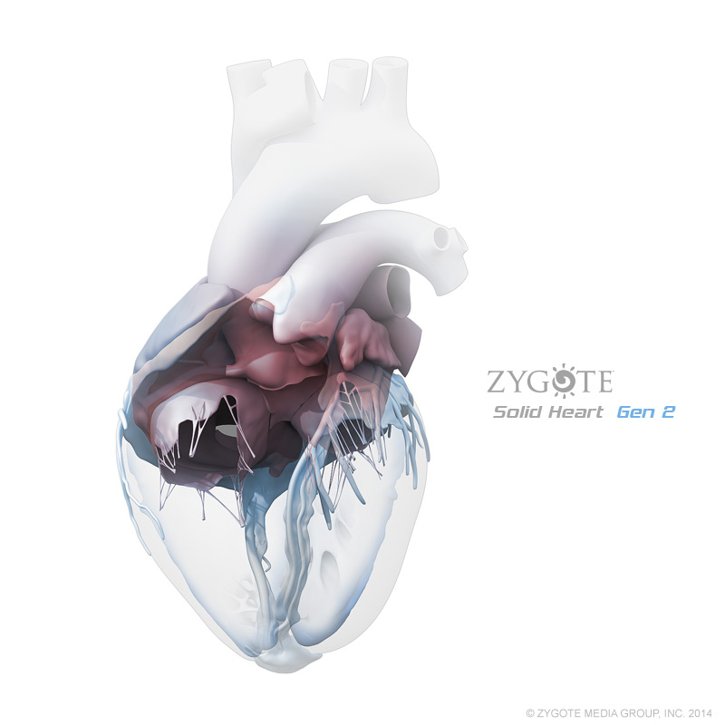 Solid 3D Human Heart