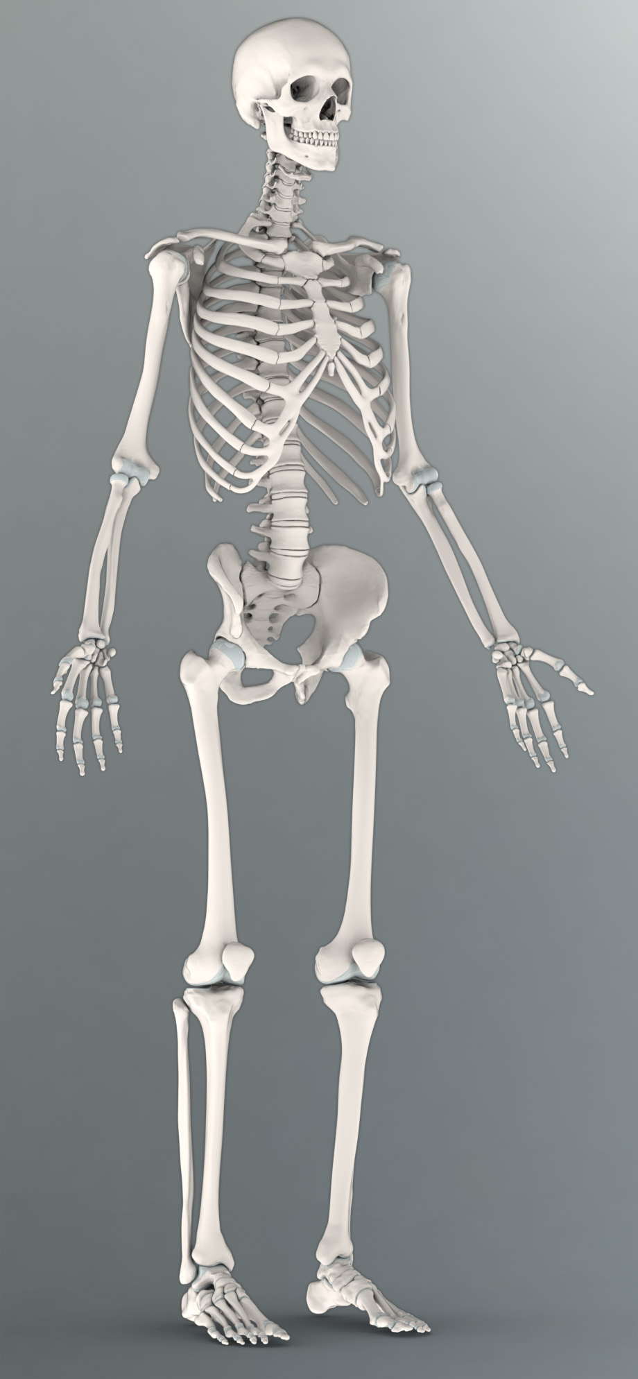 Solid 3D Male Cartilage