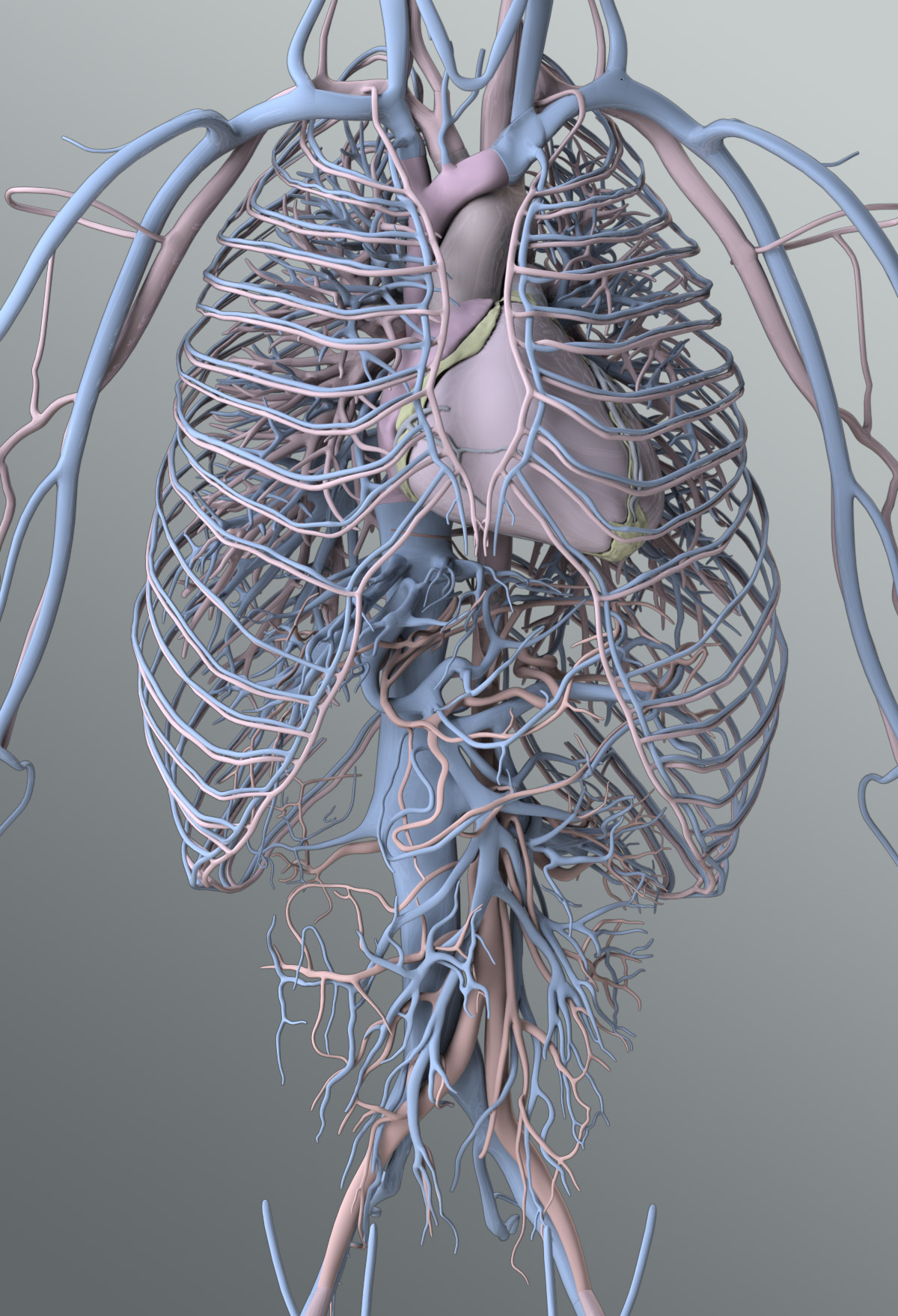 Zygote::Male Circulatory System 3D Model | Medically Accurate | Solid