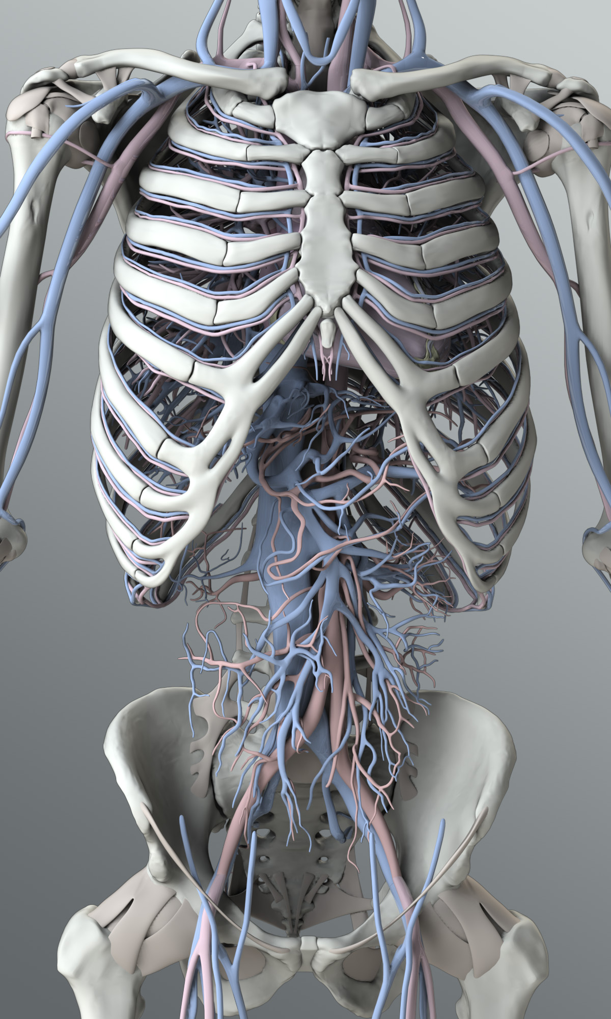 Solid 3D Male Circulatory System