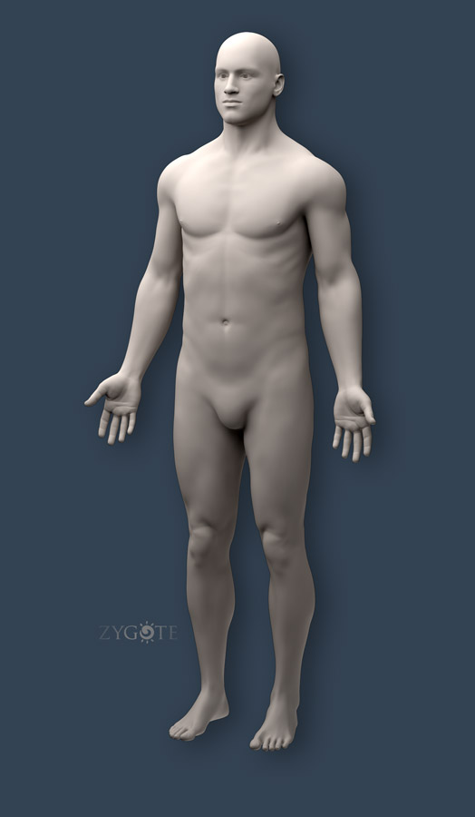 Riskant bewaker jam Zygote::Solid 3D Male Model | Medically Accurate | Anatomy | Human (CAD)