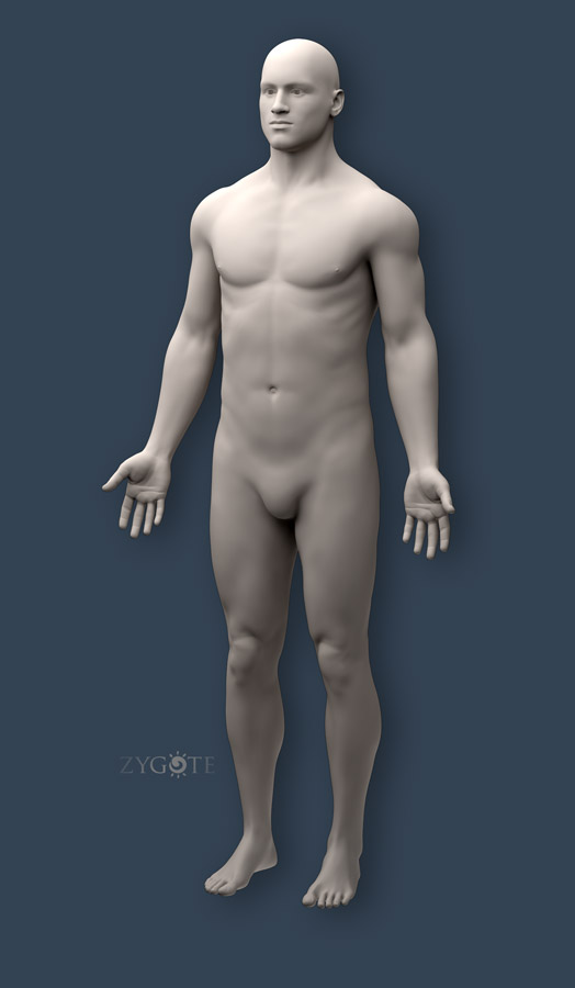 https://www.zygote.com/assets/img/products/cad-models/solid-3d-male-collection-10.jpg