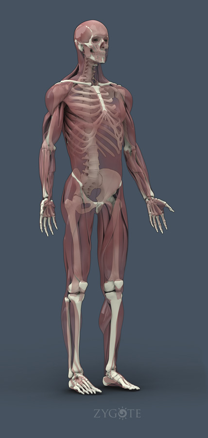 Solid 3D Male Muscular Skeletal Collection