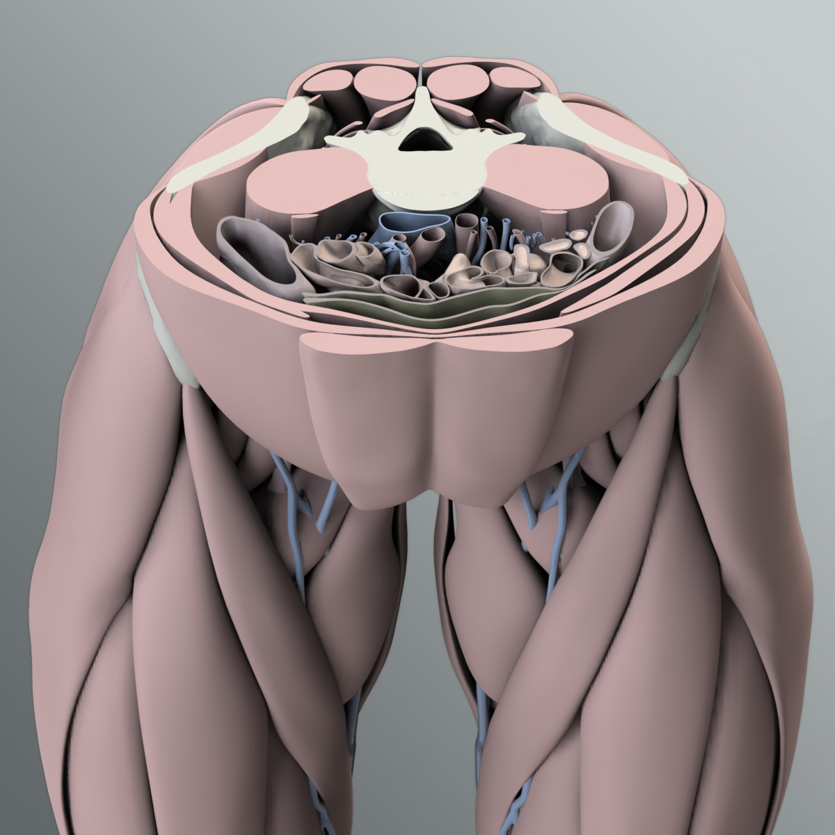 Solid 3D Male Muscular System