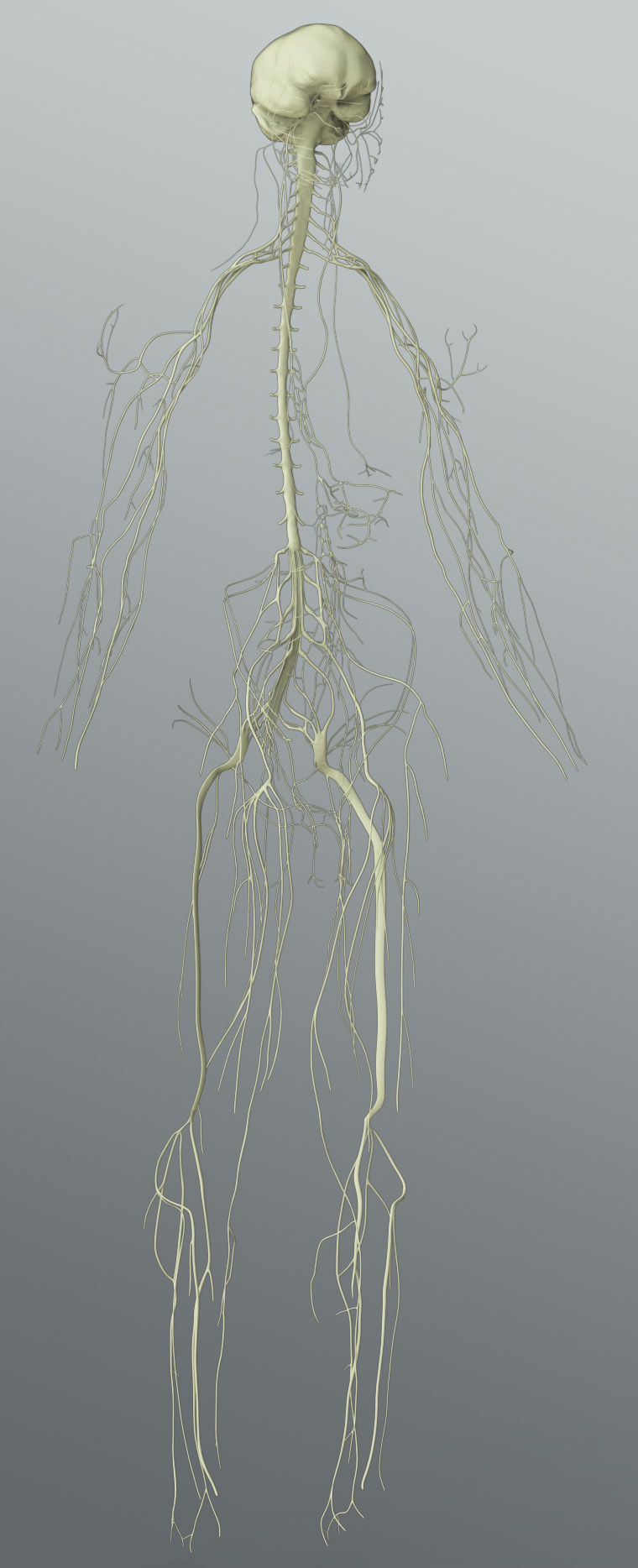 Solid 3D Male Nervous System