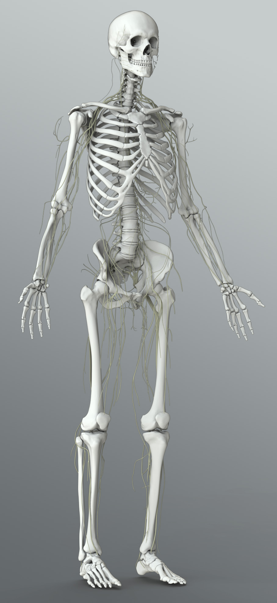 Solid 3D Male Nervous System