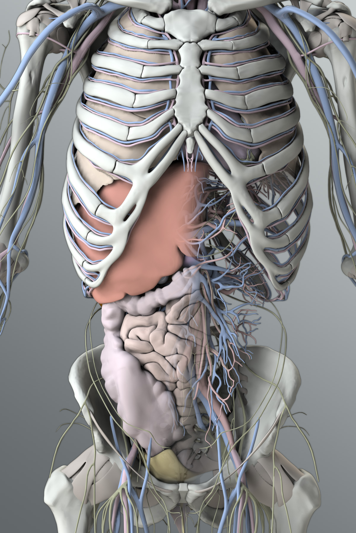 heart interior anatomy diagram