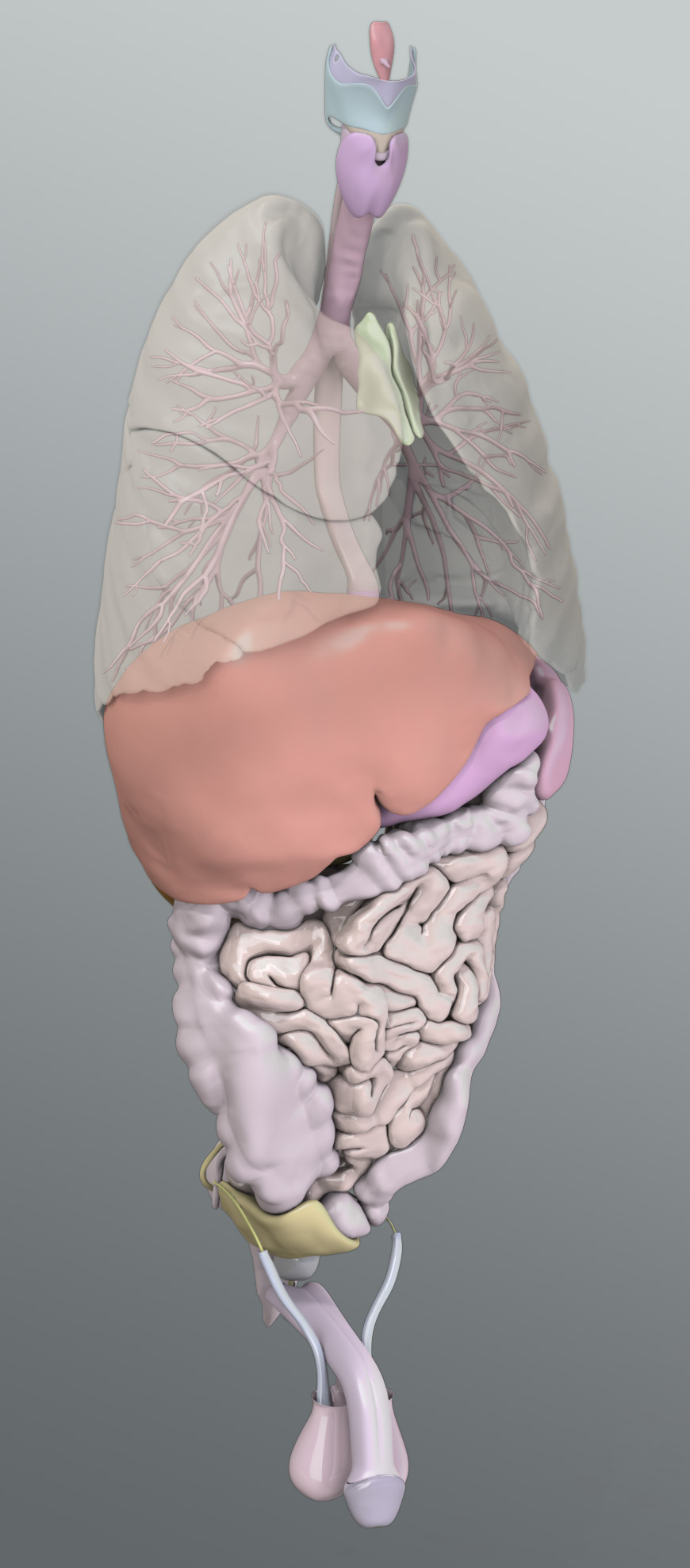 Zygote::3D Male Integumentary System