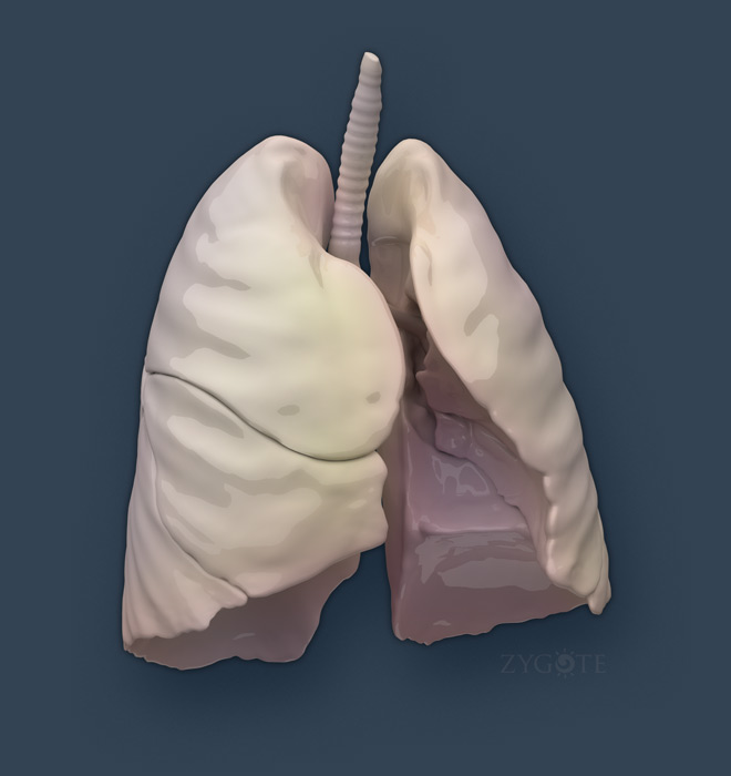 Solid 3D Male Respiratory System