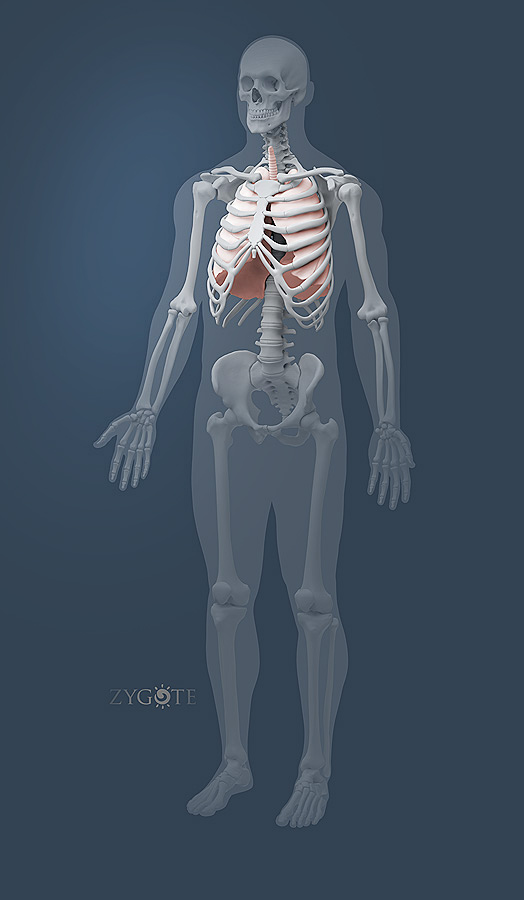 Solid 3D Male Respiratory System