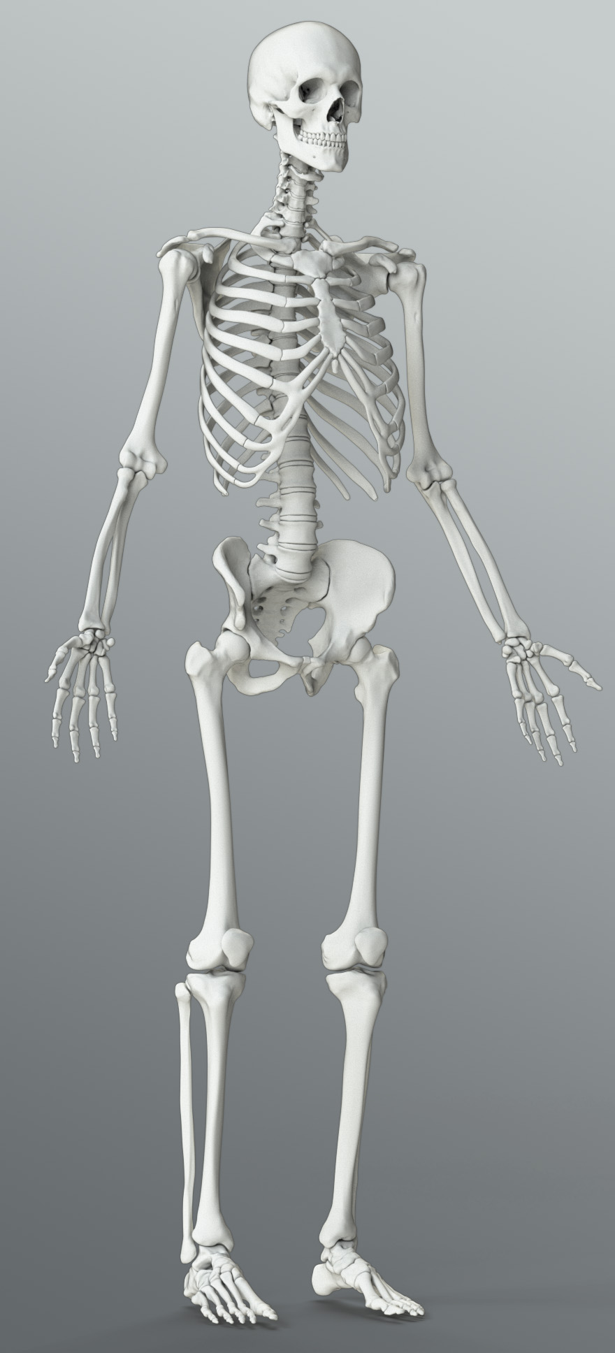 Male Skeleton 96