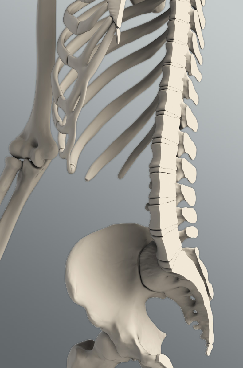 Solid 3D Male Skeleton