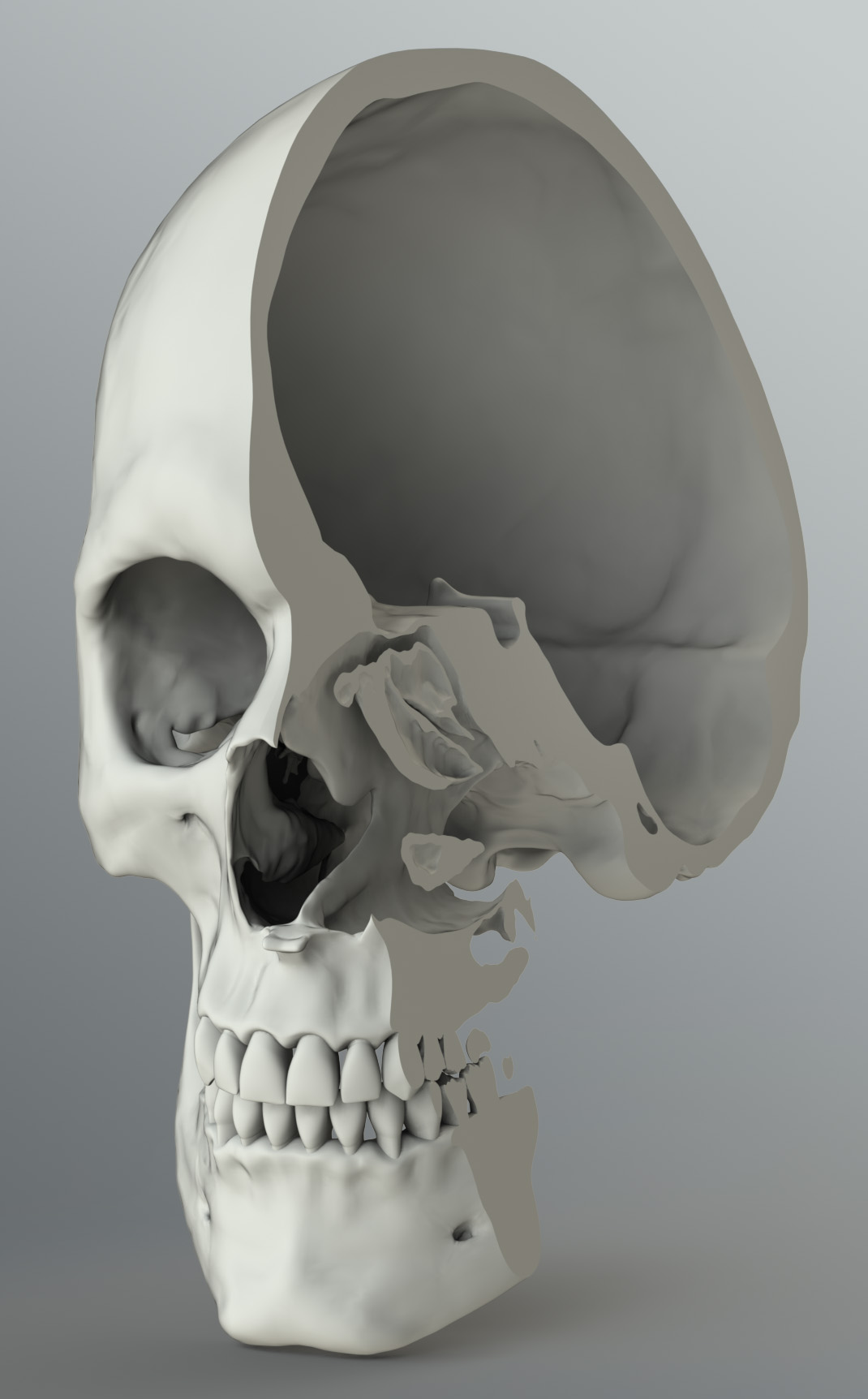 Solid 3D Male Skeleton