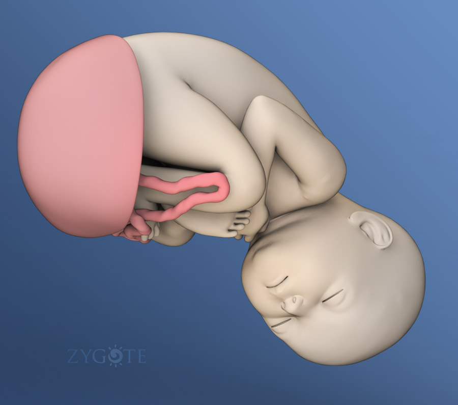Solid 3D Pregnant Female