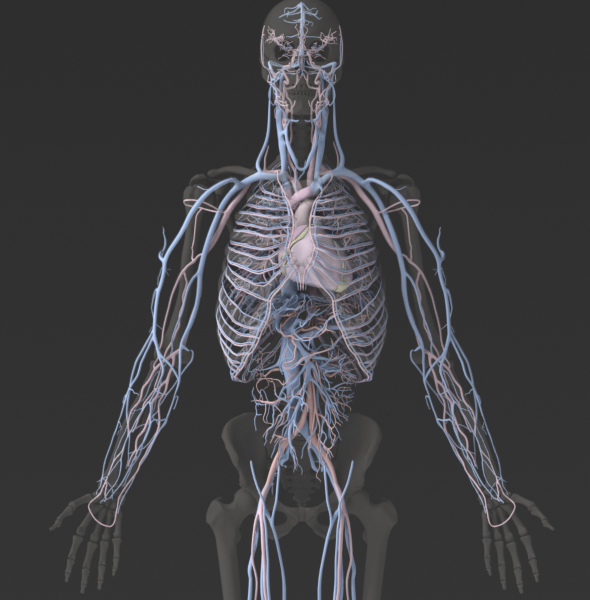 Solid 3D Male Circulatory System