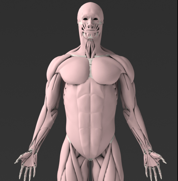 Solid 3D Male Muscular System