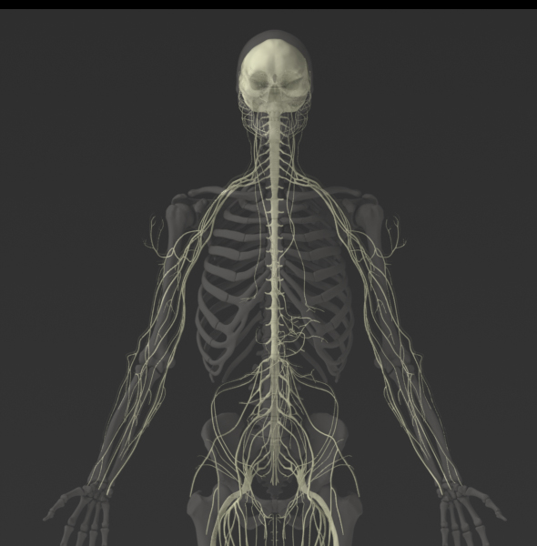 Solid 3D Male Nervous System