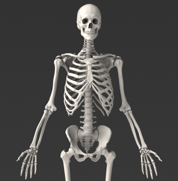 Male Skeleton 38