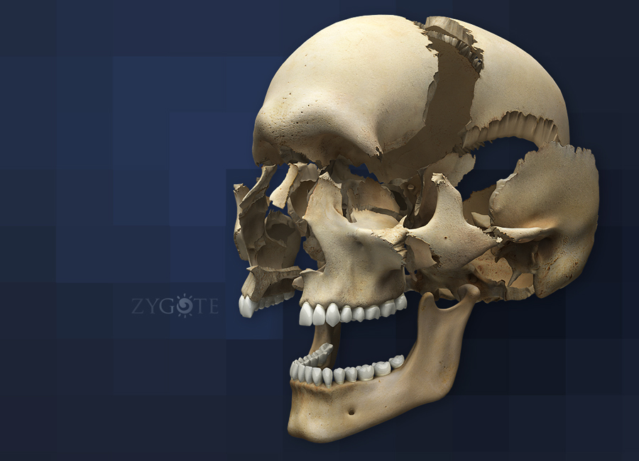 3D Articulating Human Skull