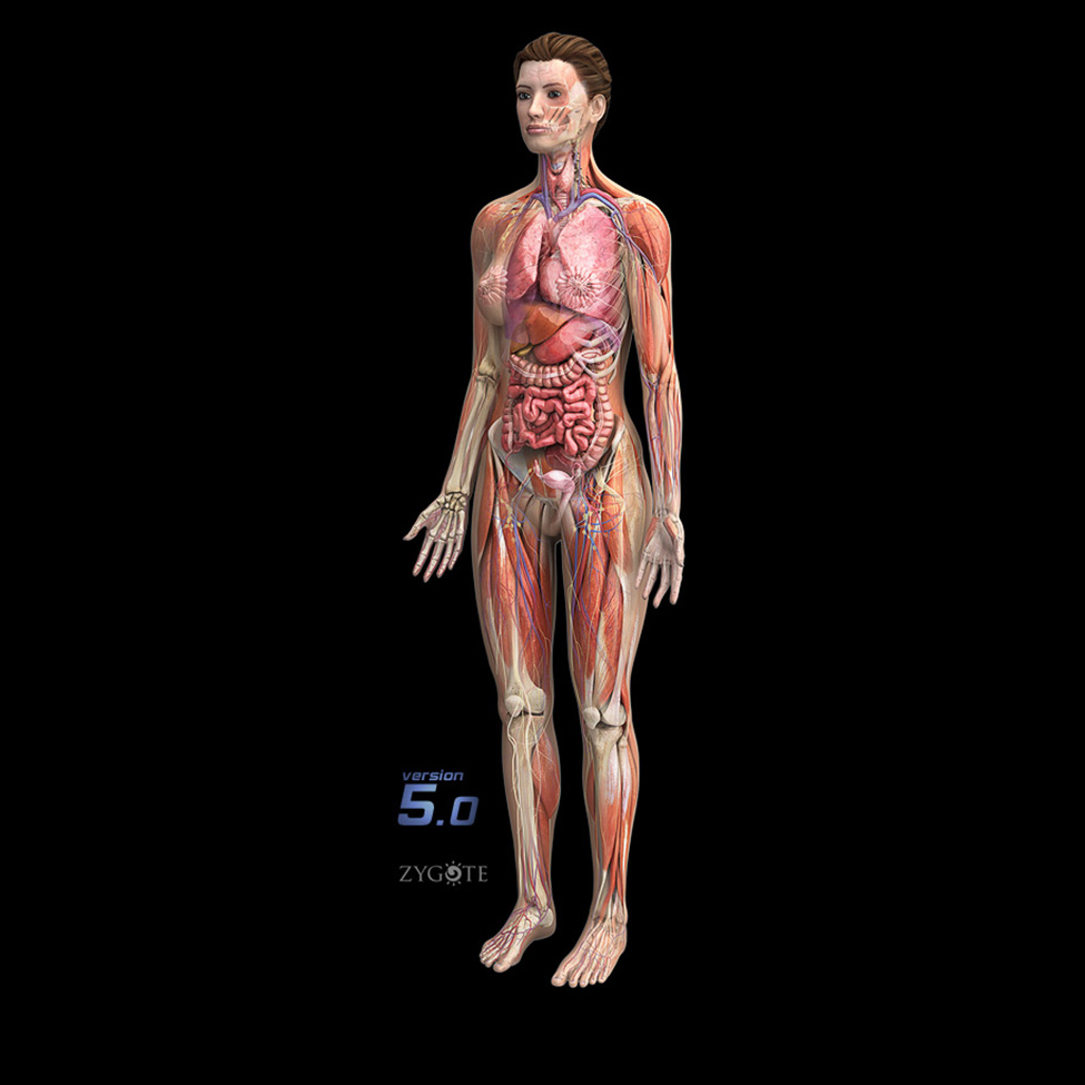 female anatomy for artists nude