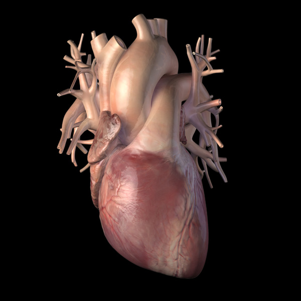 3D Female Circulatory System - Heart