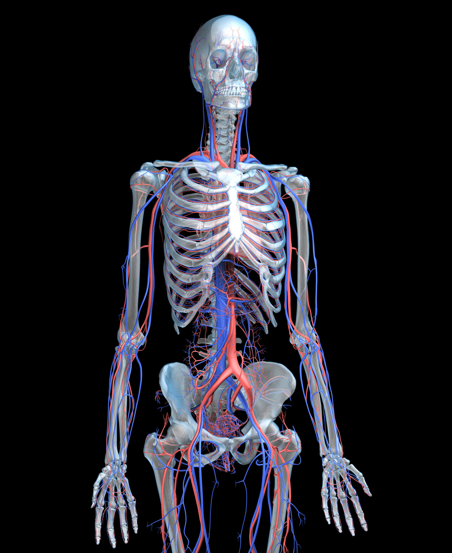 3D Female Circulatory and Skeletal Systems
