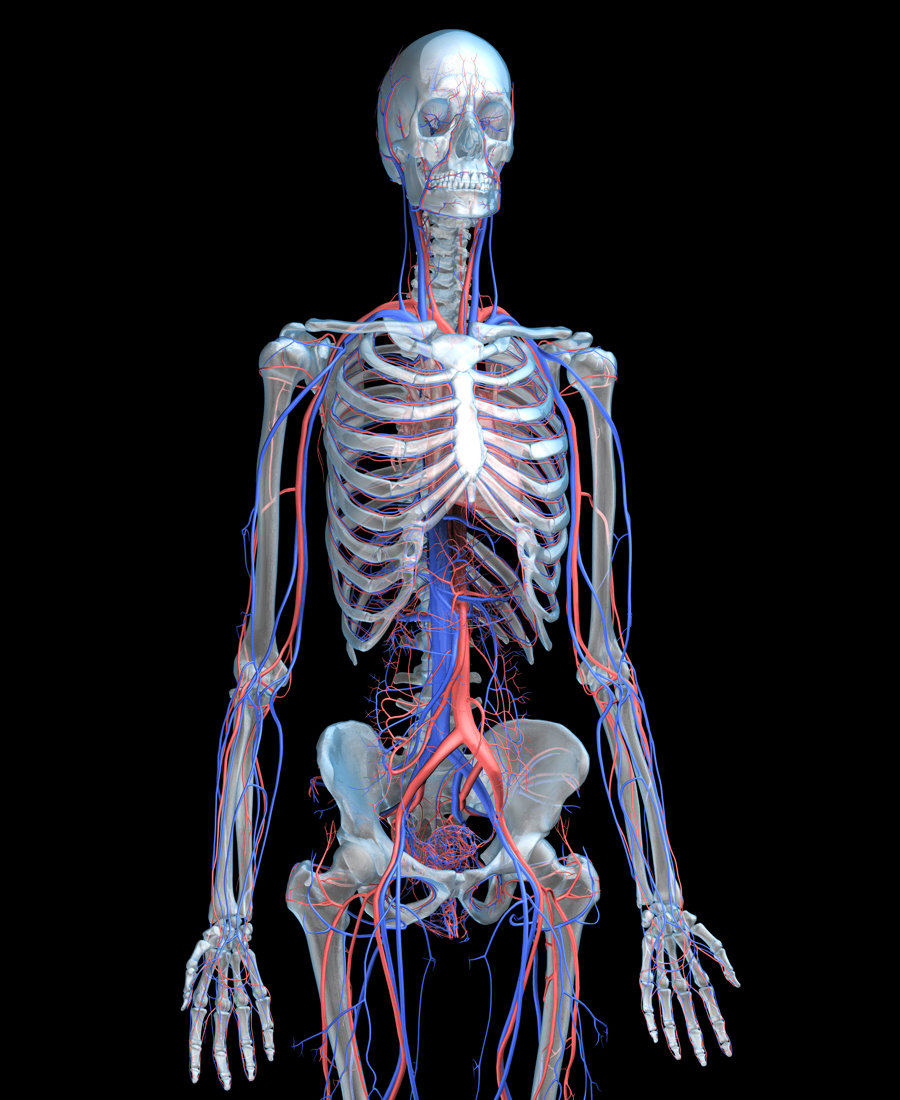 Bones system. Кровеносная система на скелете. Скелет человека. Скелет человека с нервной системой. Скелет с сосудами.