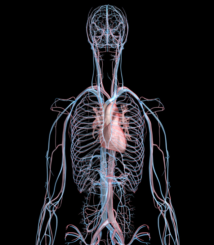3D Female Circulatory System of the Torso