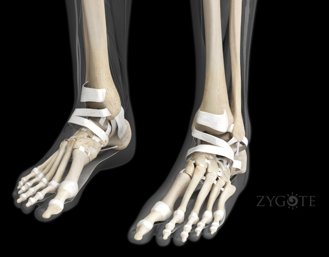 3D Female Ligaments of the Foot
