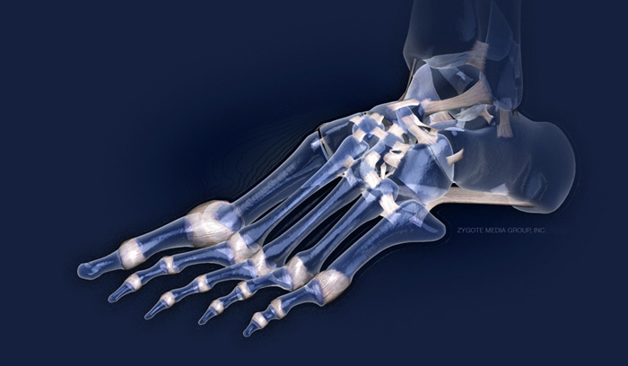 3D Female Connective Tissues of the Foot