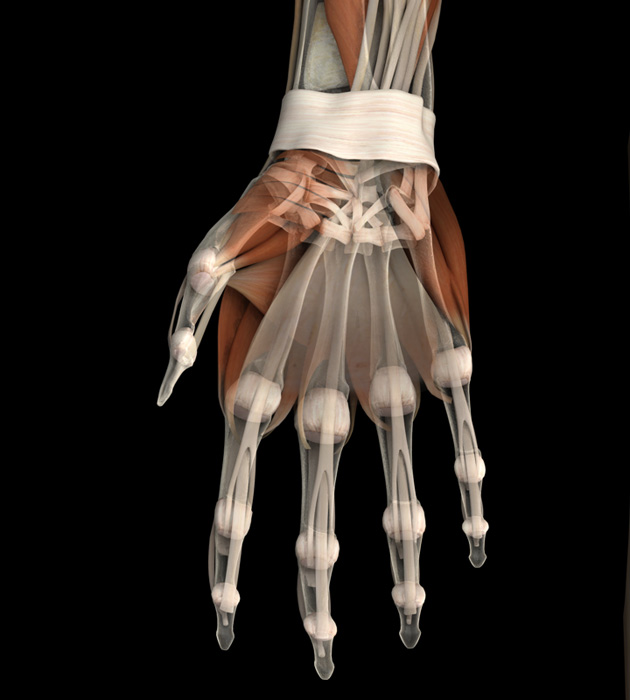 3D Female Connective Tissues of the Hand