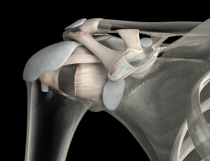 3D Female Ligaments and Bursae of the Shoulder