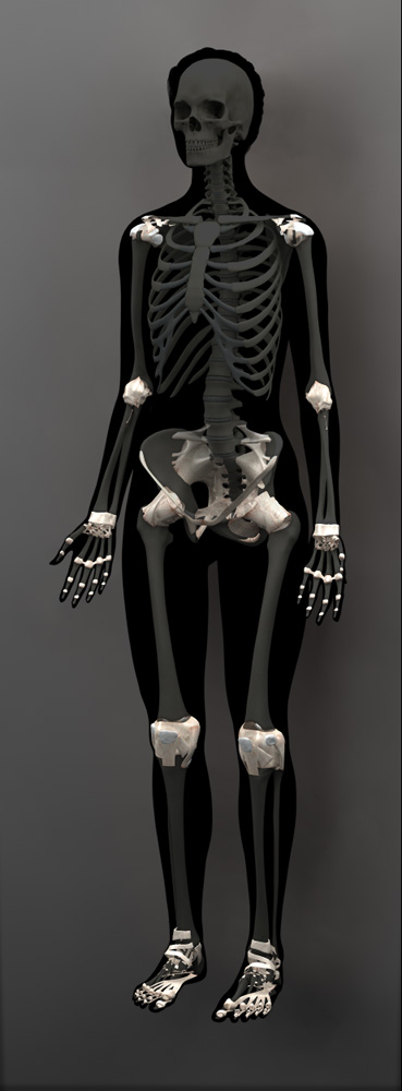 Zygote::Human 3D Female Skeleton